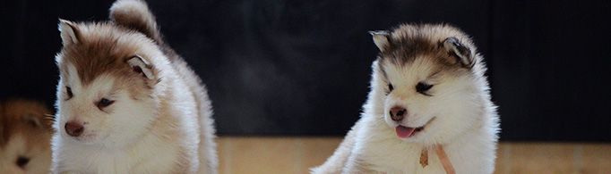 阿拉斯加犬多少钱一只？