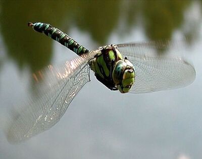 对湿地水质检测借助哪种昆虫？