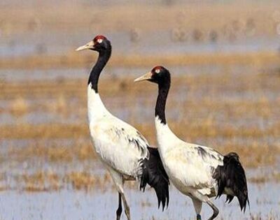 丹顶鹤的丹顶指的是什么？