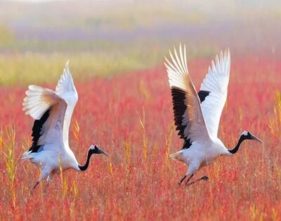 丹顶鹤的丹顶有毒吗？