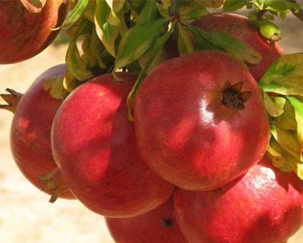 石榴什么时候成熟？