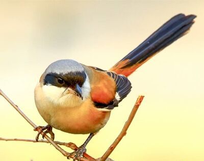 劳燕分飞的劳指的是什么？
