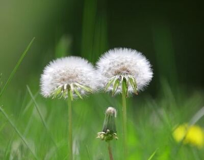 黄花地丁婆婆丁是什么植物？