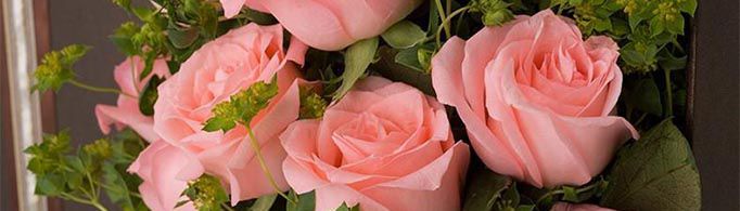 粉玫瑰代表什么意思？