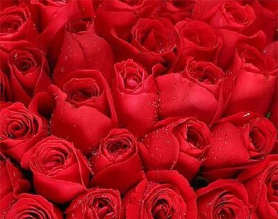 52朵玫瑰代表什么意思？