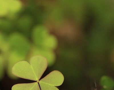 三叶草代表什么意思？