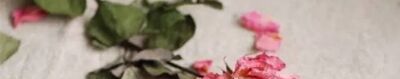玫瑰花怎么保存成干花？