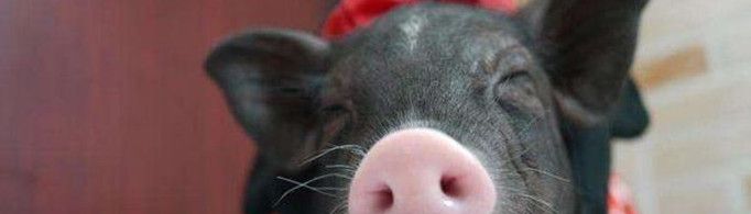 宠物猪一般多少钱一只？