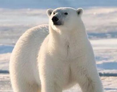 北极熊是左撇子还是右撇子？