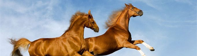 属马是哪一年？