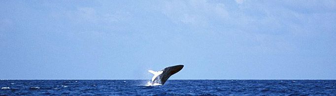 一头鲸有多重？