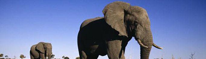 一头大象有多重？