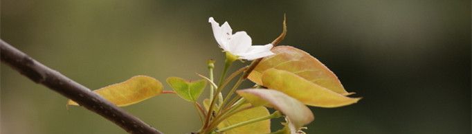 描写春天的比喻句有哪些？