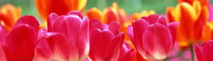 教师节一般送什么花？