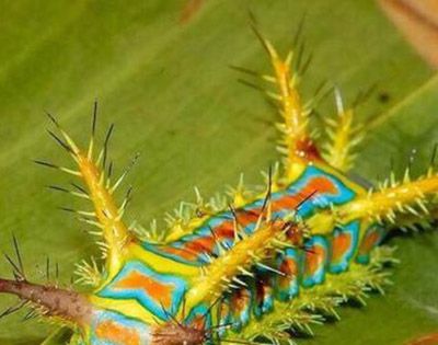 枣树上的虫子蜇人叫什么？