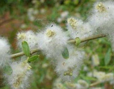 柳树靠什么传播种子？