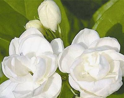 茉莉花是什么颜色？