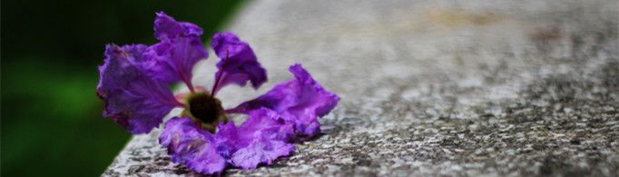 落红不是无情物化作春泥更护花是什么意思？