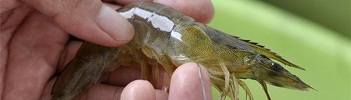 虾线如何快速去除？