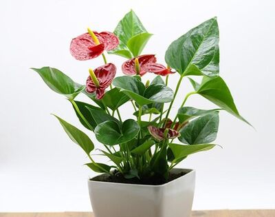 红掌花适合在室内养吗？