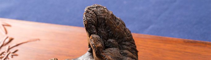 灵芝不适合什么人吃？