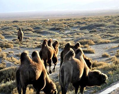 野骆驼种群在中国哪里？