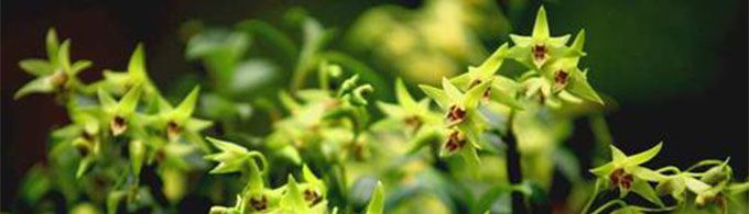 铁皮石斛适合什么人吃？