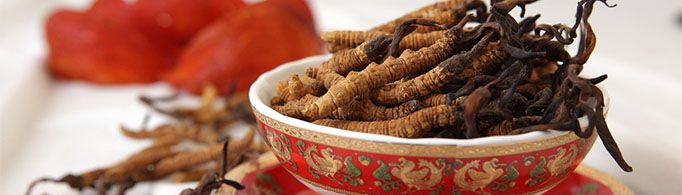 哪些人不适合吃虫草？