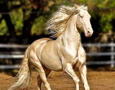 牛马等哺乳动物可通过什么来判断年龄？