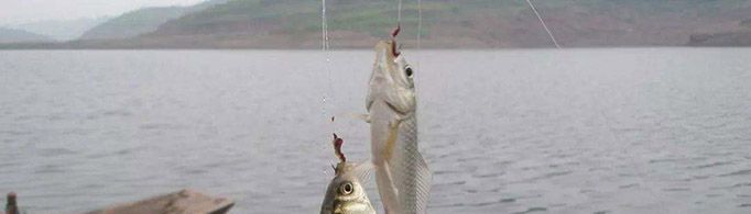 钓鲫鱼用几号线和几号钩最合适？