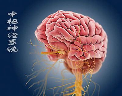 合成毒品直接作用于人的哪个部位？