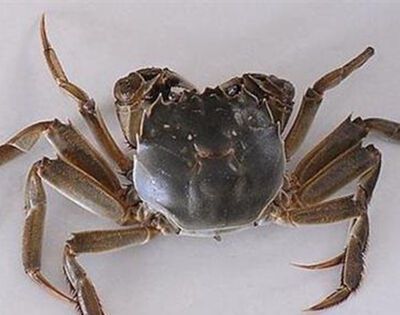 螃蟹什么地方不能吃？