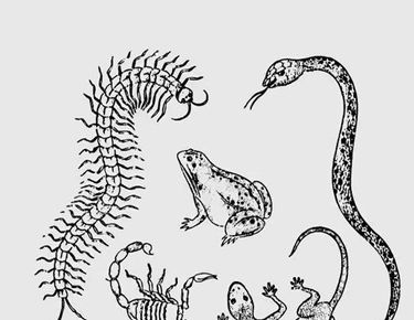 五毒是哪五毒？