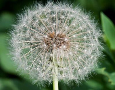 哪种植物被称为黄花地丁婆婆丁？