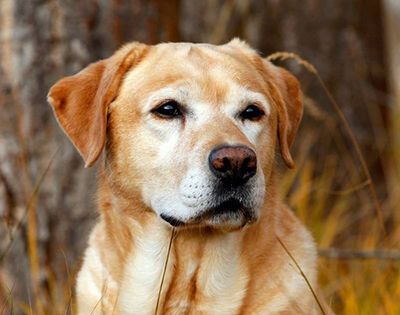 巧克力能喂给狗狗吃吗？