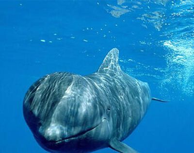 鲸鱼一分钟的心跳是多少下？