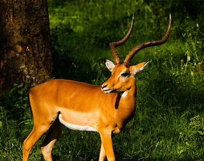 鹿的哪个部位有再生功能？