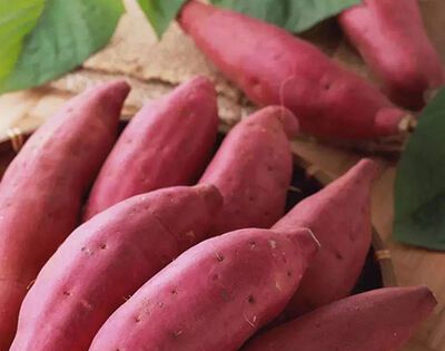 吃地瓜减肥还是增肥？