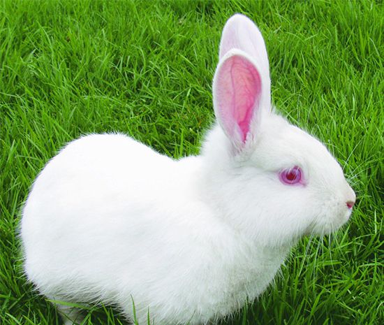 兔子寿命一般是多少年？