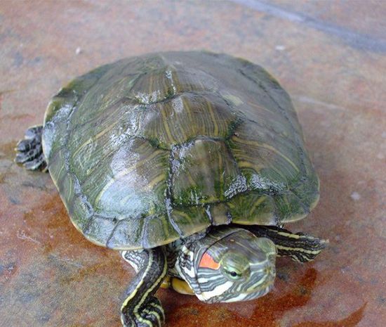 巴西龟寿命一般有多少年？