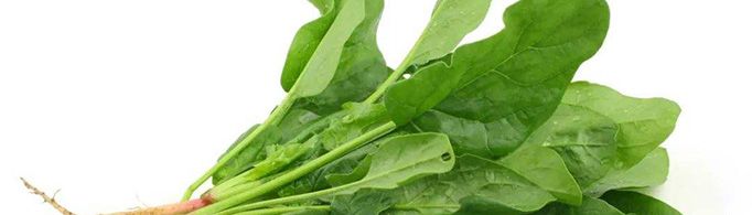 冬天种植什么蔬菜最好？