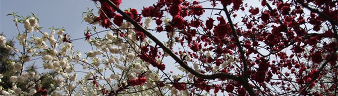 涉及梨花的诗句有哪些？