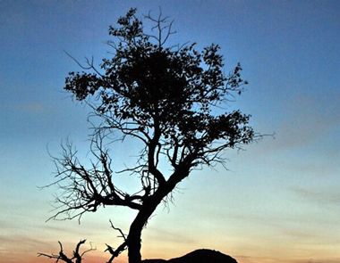 南柯一梦中的南柯指的是什么？