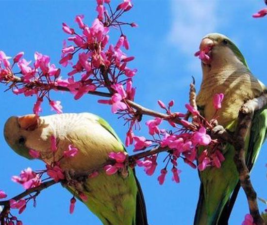 谁家新燕啄春泥中的新燕指的是什么？