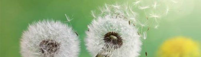 蒲公英泡水喝的禁忌有哪些？