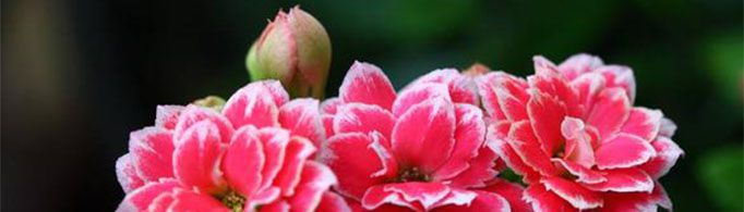 长寿花的养殖方法和注意事项有哪些？