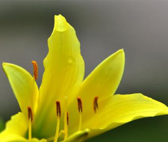 新鲜黄花菜含有什么毒素？