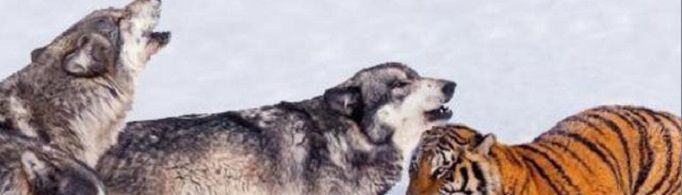 三十如狼四十如虎是什么意思？