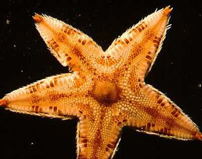 海星是不是食肉动物？