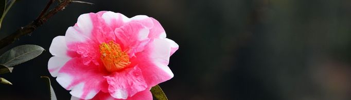 茶花的养殖方法和注意事项是什么？